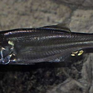 Bathybates minor