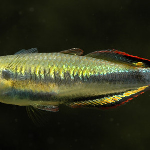 Bedotia madagascariensis