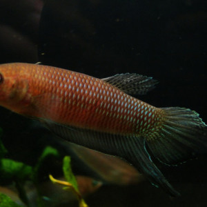 Betta bellica