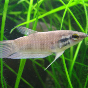 Betta fusca
