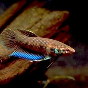 Betta krataios