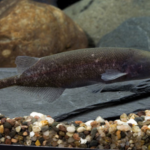 Petrocephalus bovei