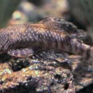 Chaetostoma brevilabiatum