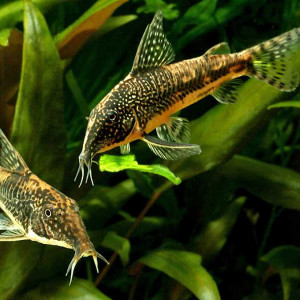 Scleromystax barbatus