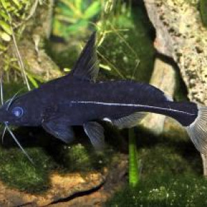 Bagrichthys macracanthus