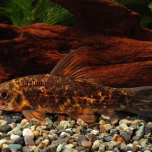 Labeo cyclorhynchus