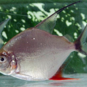 Catoprion mento