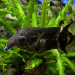Campylomormyrus tamandua