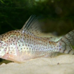Corydoras cruziensis