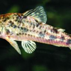 Corydoras gladysae