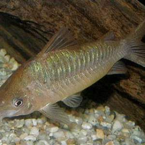 Corydoras latus