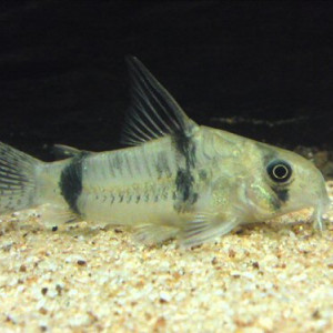 Corydoras reynoldsi
