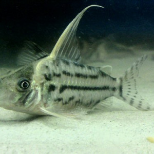 Corydoras pulcher
