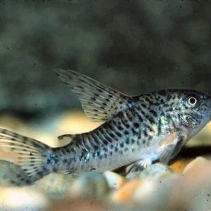 Corydoras steindachneri