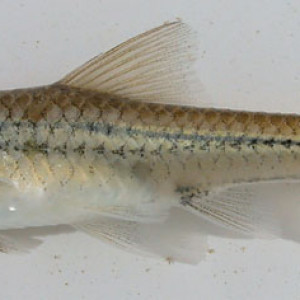 Barbus viviparus