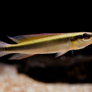 Crenicichla notophthalmus
