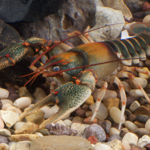 Cambarus coosae