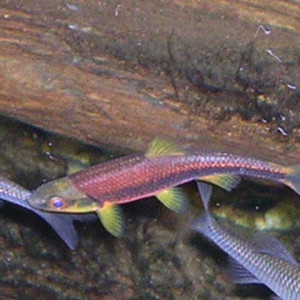 Notropis chlorocephalus 
