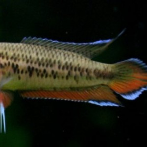 Pseudosphromenus cupanus