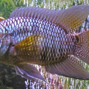 Cichlasoma portalegrense