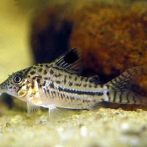 Corydoras gomezi