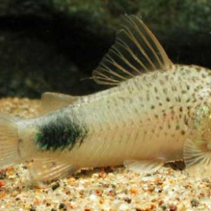 Corydoras ourastigma