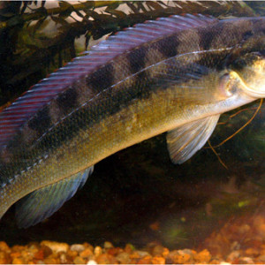 Crenicichla  vittata