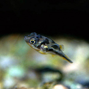 Carinotetraodon lorteti