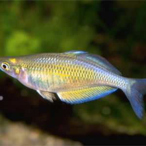 Chilatherina fasciata