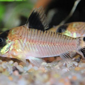 Corydoras condiscipulus