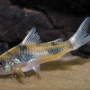 Corydoras ehrhardti