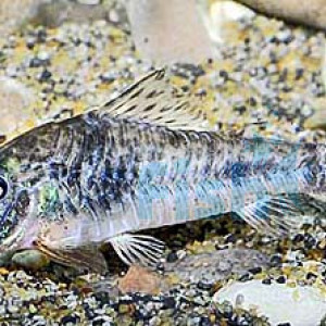 Corydoras ellisae
