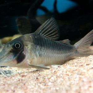 Corydoras serratus