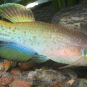 Rivulus cylindraceus