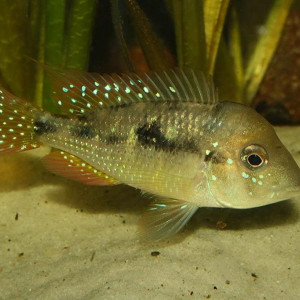 Gymnogeophagus caaguazuensis