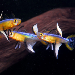 Pseudomugil cyanodorsalis