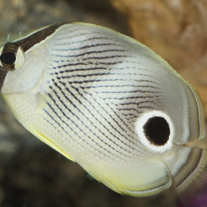 Chaetodon capistratus