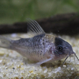 Corydoras nijsseni