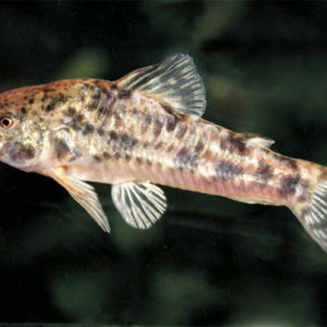 Corydoras sarareensis