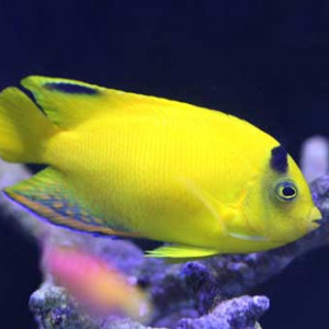 Centropyge heraldi