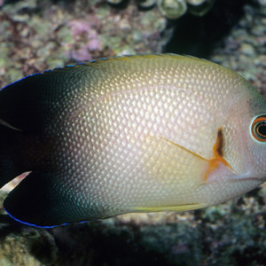 Centropyge vrolikii