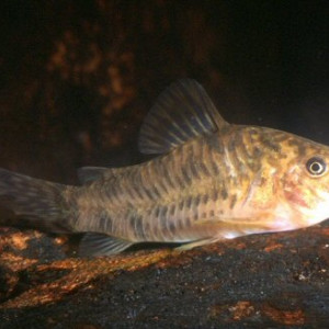 Corydoras difluviatilis