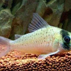 Corydoras sychri
