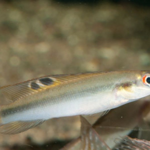 Crenicichla regani