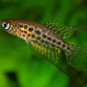 Simpsonichthys constanciae