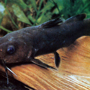 Lophiobagrus cyclurus