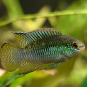 Laetacara curviceps