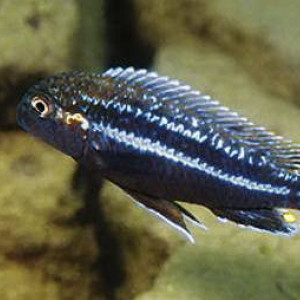 Melanochromis dialeptos