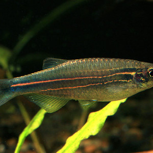 Danio kerri