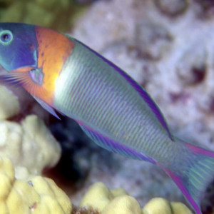 Thalassoma duperrey